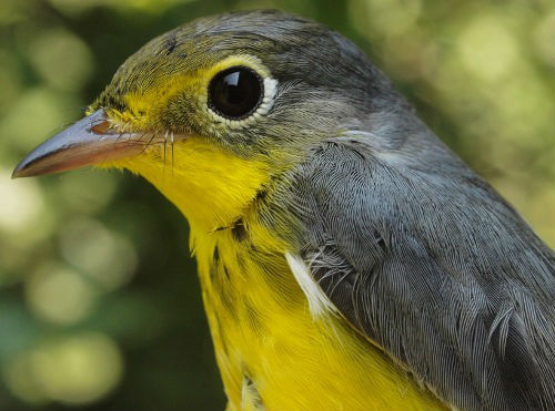 Canada Warbler, always one of our favourites at MBO. (Photo by Simon Duval) 