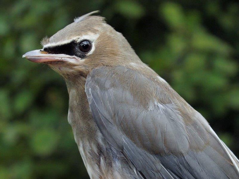 While Yellow Warblers are already getting ready to migrate, juveniles of other species such as Cedar Waxwing are just now fledging. (Photo by Simon Duval)