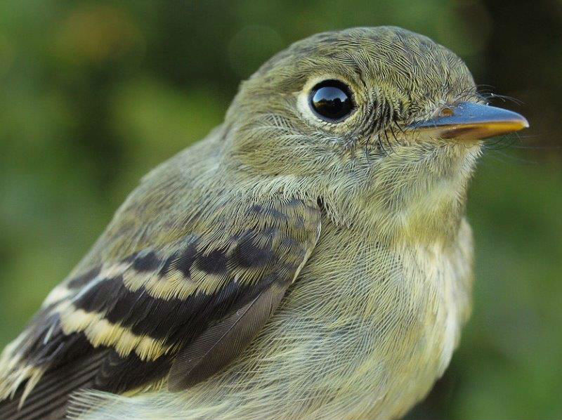 Fall counts of Yellow-bellied Flycatcher at MBO have been relatively good in recent years, with between 12 and 30 banded annually between 2008 and 2014; hopefully this is the first of many this fall. (Photo by Simon Duval)