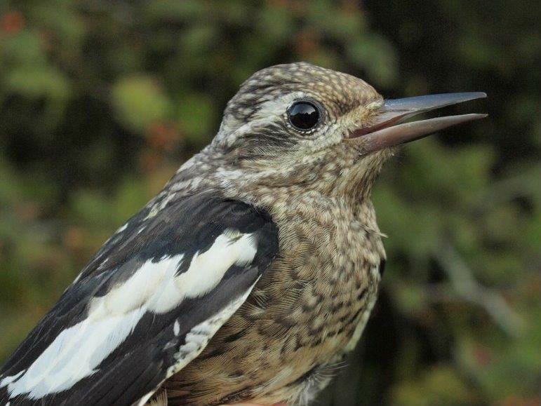 Another relatively uncommon species at MBO is Yellow-bellied Sapsucker, with only 3 or 4 individuals banded in an average year; this juvenile was the first of fall 2015. (Photo by Simon Duval)
