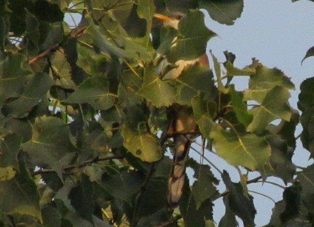 Although we were not able to band it, we at least had a nice look at MBO’s sixth Yellow-billed Cuckoo record in 11 years, and the first since September 2013 (Photo by Lisa Keelty)