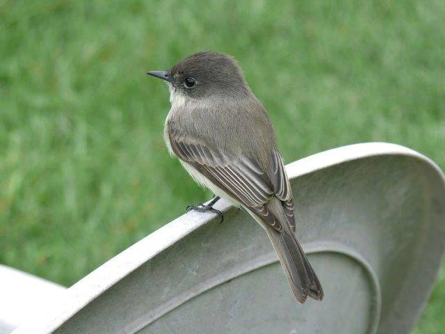 While Eastern Phoebe is a common species at MBO, this individual was unique, perching on chairs, approaching observers, and even taking buckthorn berries from the hand a couple of times! It hung around the observation area just outside the cabin for the final three days of the week (Photo by Marcel Gahbauer)