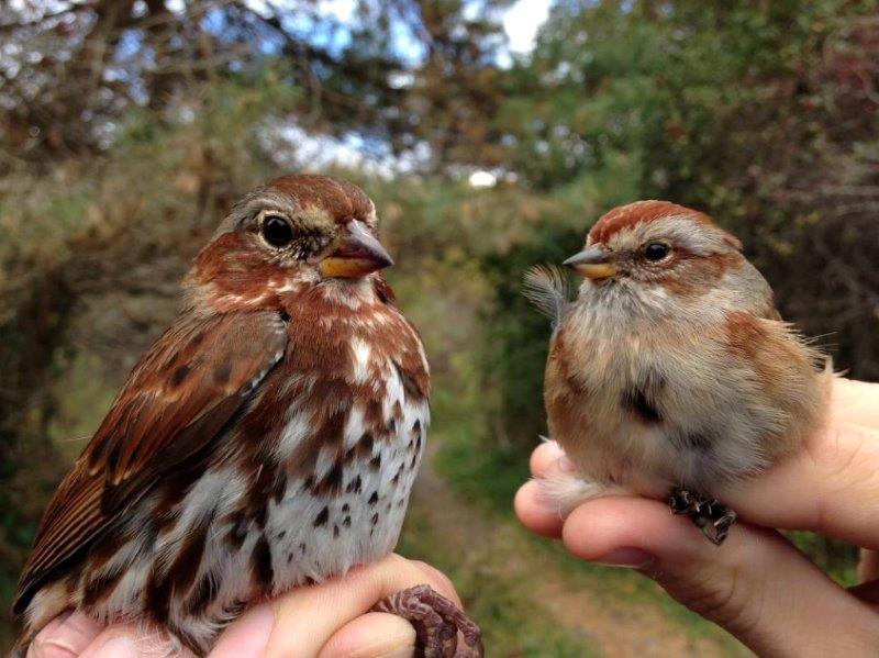 Both of these sparrows were banded this week for the first time this fall; this comparison shows just how much bigger Fox Sparrows are than American Tree Sparrows (Photo by Simon Duval)