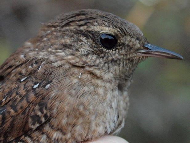 Like many boreal species, Winter Wrens have been scarcer than usual this fall; this was one of three banded this week, among a season total to just five (Photo by Simon Duval)