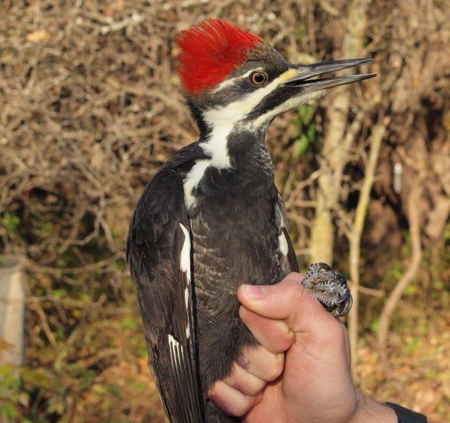 A great way to wrap up fall 2015, with the tenth Pileated Woodpecker in MBO’s 11-year history (Photo by Simon Duval)
