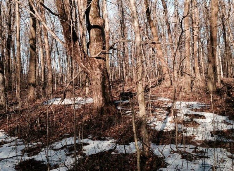 Patches of snow remaining in the woods on a sunny census walk during the first week of the spring season (Photo by Betsy McFarlane)