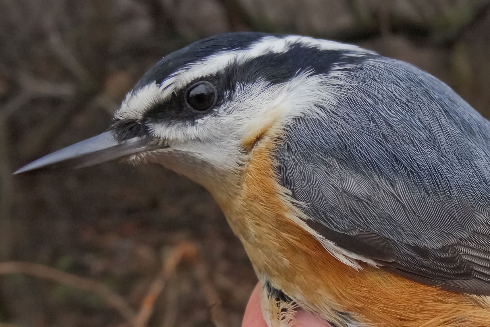 Although no Red-breasted Nuthatches were detected this month away from the nets, there were 4 repeats, far more than usual (Photo by Simon Duval) 
