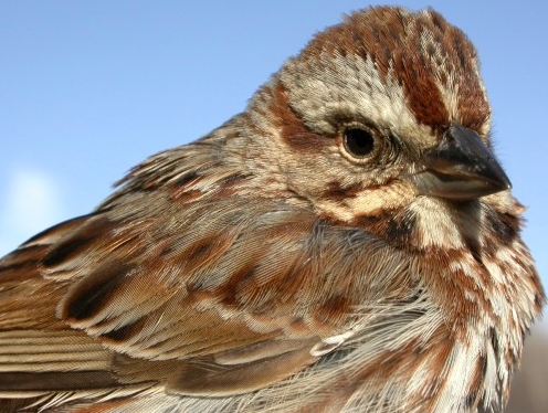A milestone at MBO - the Song Sparrow above was our 1000th bird banded since starting operations last May. An appropriate species with which to mark the occasion,as later the same day we banded our 100th Song Sparrow!