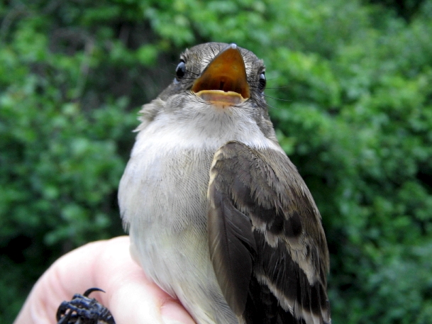 "Goodbye, and see you in the fall" ... at least that's how we translated this message!  This Traill's (probably Alder) Flycatcher was the last bird banded during the 2006 Spring Migration Monitoring Program. (Photo by Marie-Anne Hudson)