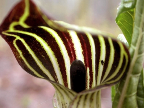 A couple of patches of Jack-in-the-pulpit have emerged along the census trail over the past week, along with yellow and purple violets, red and white trilliums, lungwort, and trout lilies adding colour to the forest floor.  (Photo by Marcel Gahbauer)