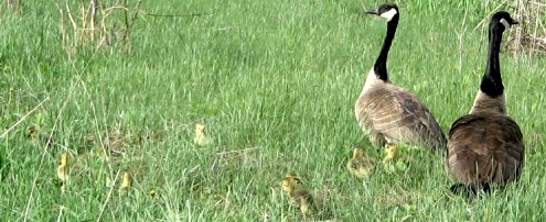 Quiz time ... how many goslings in the photo above?