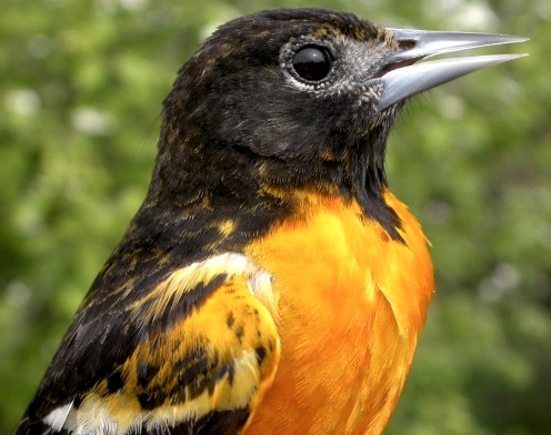 We were very happy this week to welcome back this old female Baltimore Oriole, banded along Stoneycroft Pond by Rodger Titman in 2003, a year before MBO was established.  (Photo by Marcel Gahbauer)