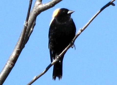 An uncommon and delightful visitor to MBO, this Bobolink was a welcome surprise on Sunday morning, charming everyone with its delightful bubbly song.  This species has been declining over much of its Canadian and American breeding range, so it is an all the more welcome sight for us.  (Photo by Barbara Frei)