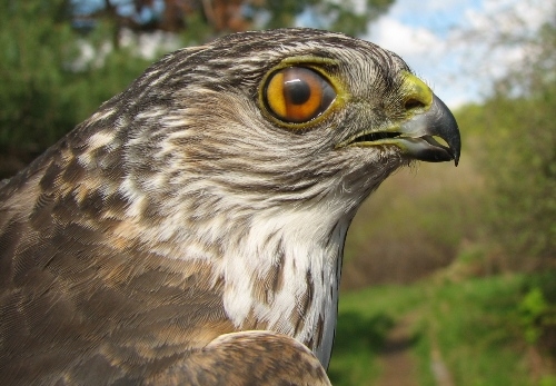 This second-year male Sharp-shinned Hawk was greeted with whoops of delights when he hit the nets, being the first raptor of the season.  Let's hope more follow!  Note the partially closed nictitating membrane over the eye.  (Photo by Barbara Frei)