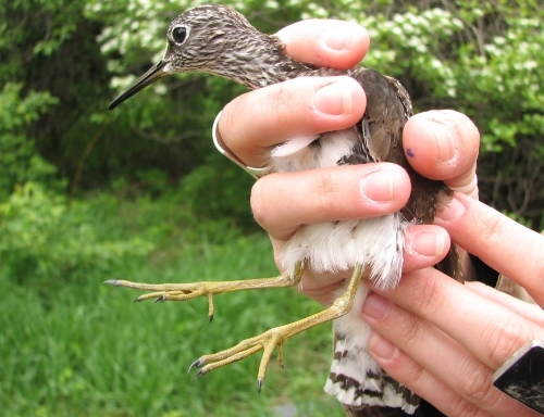 We thought for sure when we banded the very special guy on Tuesday (see below) that we had our bird of the week, hands down.  However, the first ever Solitary Sandpiper to hit our nets had to take precedent, as it's the only shorebird we've ever banded!  (Photo by Barbara Frei) 