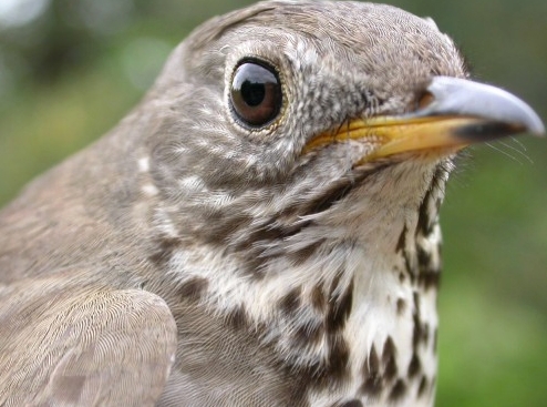 McGill Bird Observatory's first Grey-cheeked Thrush, caught on Monday and providing a nice contrast with the Bicknell's Thrush banded the previous Friday