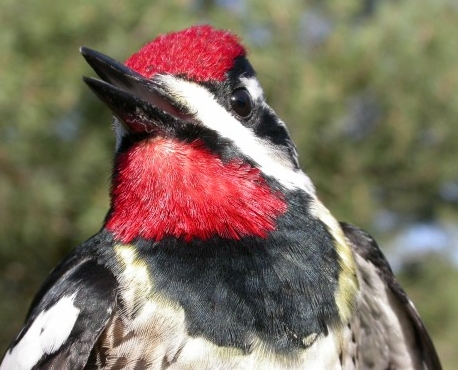 Another splash of red this week came courtesy of this male Yellow-bellied Sapsucker. Although the sapsuckers have been back in the area for a few weeks, they have generally remained on the far slope, and this is the first one ever banded at MBO.