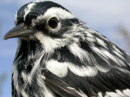Not as colourful as some of the birds banded this week, but very striking in appearance nonetheless. This second-year male lack-and-white Warbler was the first of its kind banded at MBO.