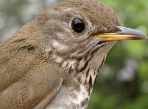 McGill Bird Observatory doesn't band all that many thrushes, so it's always a nice surprise to find one in the nets. They aren't always easy to identify though - take a guess at what species this is before scrolling down to read about it in the weekly notes.
