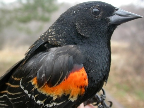One of the most common breeding birds at MBO, Red-winged Blackbirds have nonetheless avoided the nets so far this spring.  The first one caught was this second-year male, still showing much rusty edging on the wings and back, and with orange rather than fully red epaulets. 