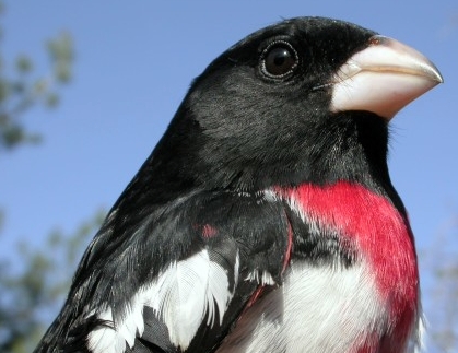 The Rose-breasted Grosbeaks returned early this week, and within a couple of days we had banded our first three males. This after-second-year male was unusually gentle, only once briefly nipping the bander; the second-year male banded later the same day applied a much firmer grip with its beak!