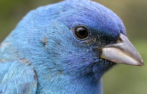 We were delighted to find this Indigo Bunting in a net on Monday morning, adding blue to the vivid palette of colours that morning which also featured many Rose-breasted Grosbeaks, Baltimore Orioles, and Yellow Warblers, among others. As a second-year male it still retained some brown juvenile feathers on the wings and back, but was a spectacular sight all the same.
