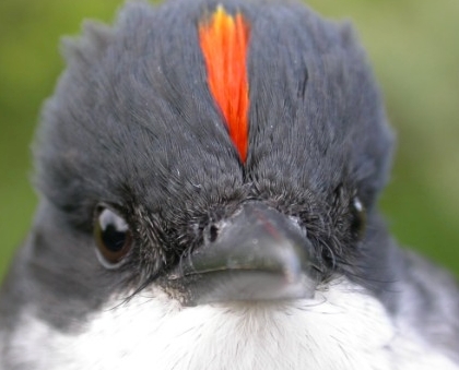 A rare view of an Eastern Kingbird's red crown feathers.